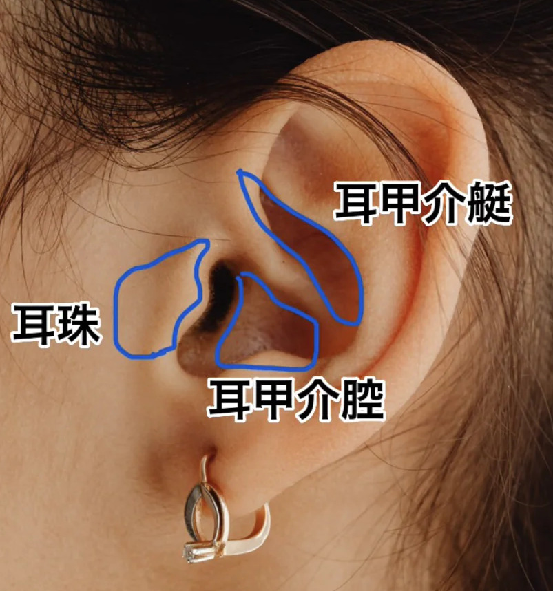 耳の軟骨：どこから取るの？