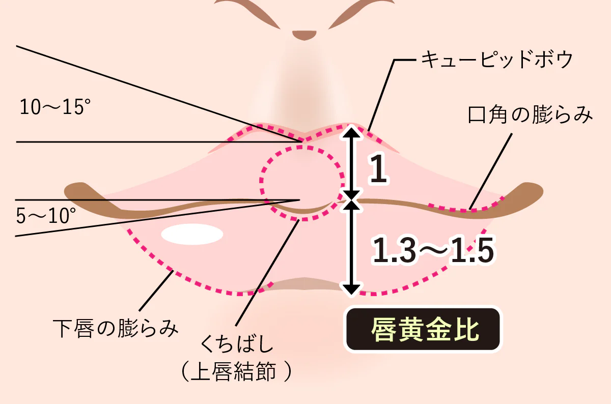 美しい唇は「厚さ」だけでは決まらない？
