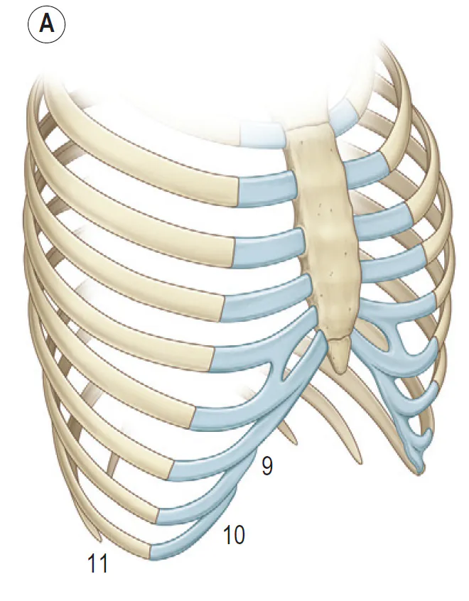 貴族手術part2～①自家組織移植 | アールビューティークリニック 銀座